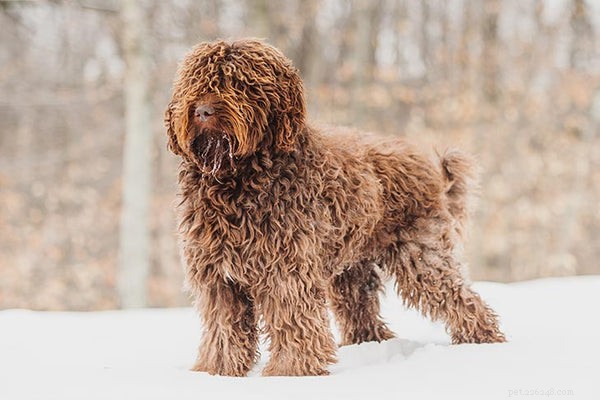 Barbet Puppies: Essential Guide for Prospective Owners