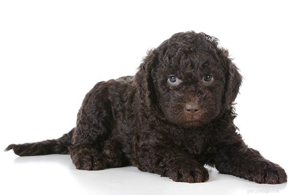 Barbet Puppies: Essential Guide for Prospective Owners