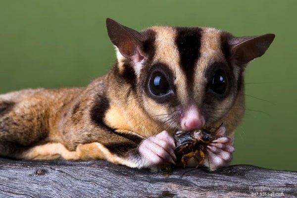 The Ultimate Sugar Glider Diet Guide: Daily Nutrition for Your Furry Friend