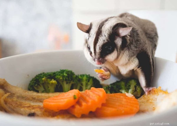 The Ultimate Sugar Glider Diet Guide: Daily Nutrition for Your Furry Friend