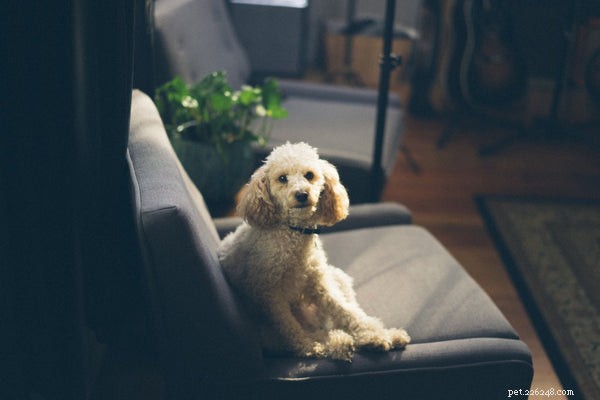 The Complete Guide to Adopting a Cavapoo