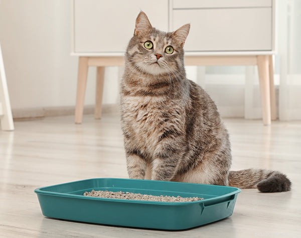 Master Cat Potty Training: 7 Expert Tips for a Clean Home
