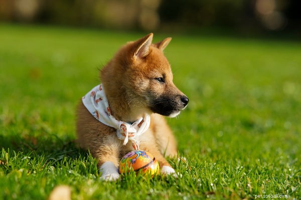 Complete Guide to Adopting a Shiba Inu: Key Facts & Tips