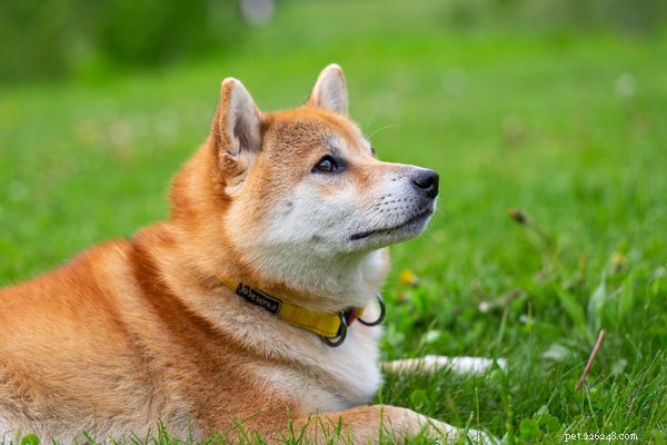 Complete Guide to Adopting a Shiba Inu: Key Facts & Tips