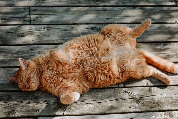 Master the Art of Petting a Cat: Expert Tips for Care and Bonding