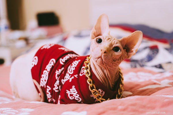 Top 7 Cuddly Cat Breeds for Snuggle‑Loving Owners