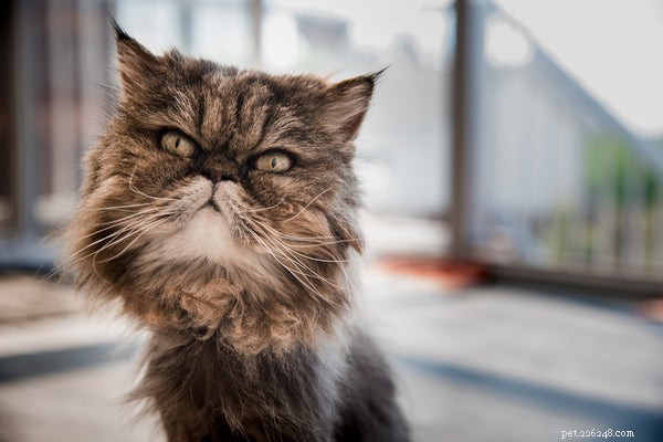 Top 7 Cuddly Cat Breeds for Snuggle‑Loving Owners