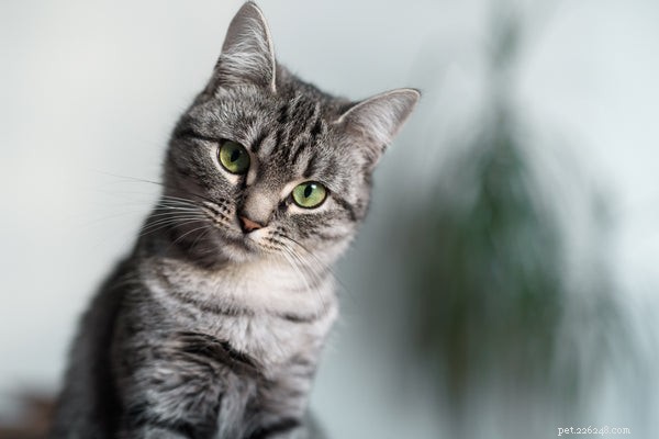 Top 7 Cuddly Cat Breeds for Snuggle‑Loving Owners