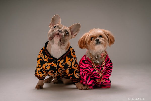 Discover What Makes Shih Tzus the Ideal Family Companion – 7 Key Personality Traits