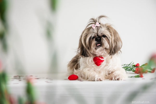 Discover What Makes Shih Tzus the Ideal Family Companion – 7 Key Personality Traits