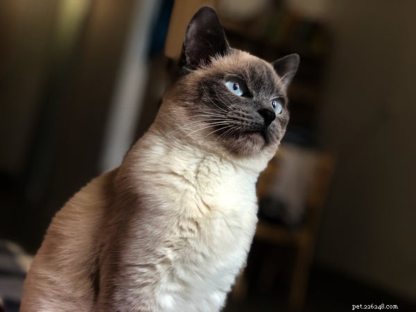 Do Cats Truly Love Their Owners? Key Insights and Evidence