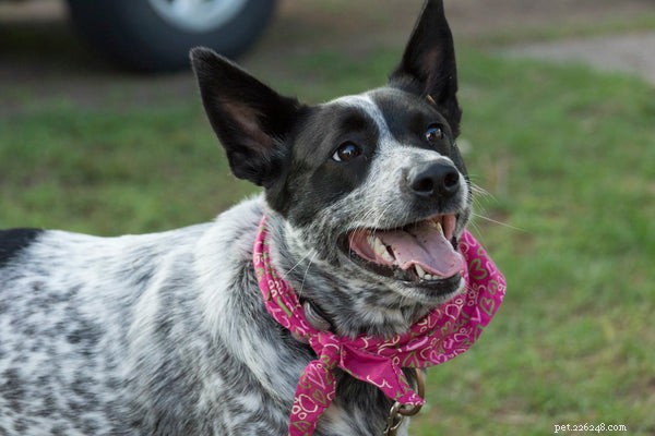Top Hiking Dog Breeds for Mountain Adventures