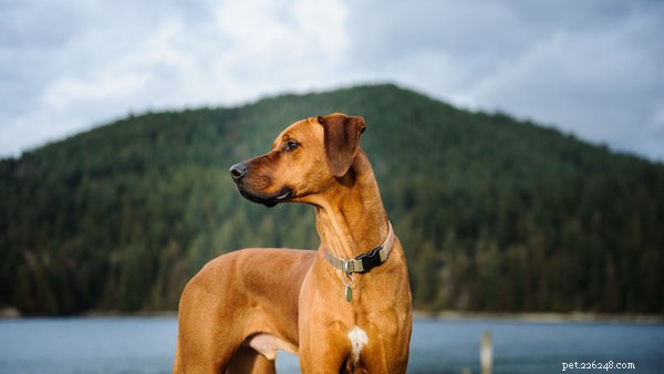 Top Hiking Dog Breeds for Mountain Adventures