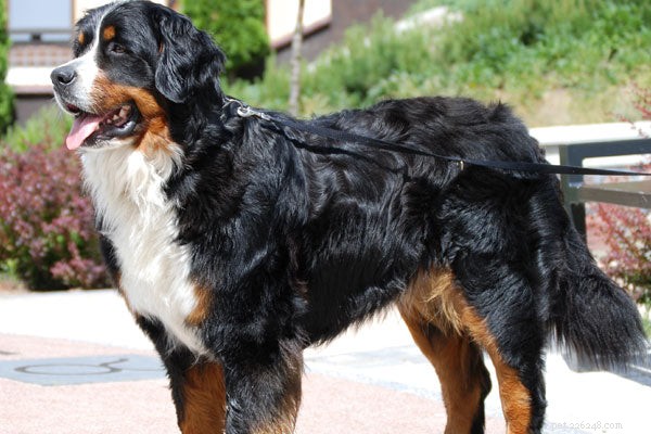 Top Hiking Dog Breeds for Mountain Adventures