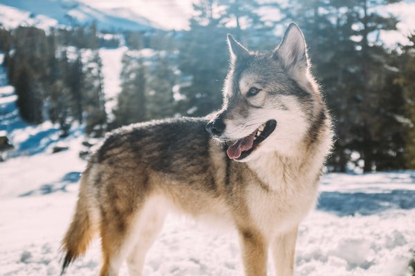 Top Hiking Dog Breeds for Mountain Adventures