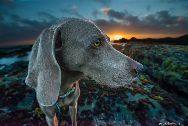 Top Hiking Dog Breeds for Mountain Adventures