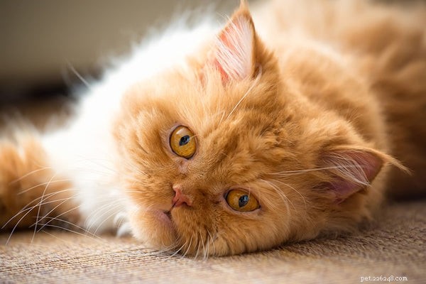 Discover the Persian Tabby: The Real-World Counterpart of Garfield