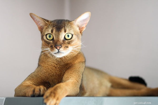 Everything You Need to Know About Adopting an Abyssinian Kitten