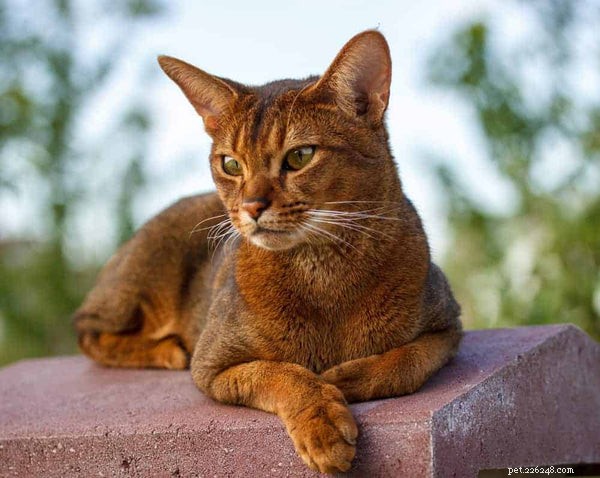 Everything You Need to Know About Adopting an Abyssinian Kitten