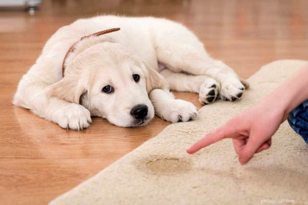 Master Dog House Training: 5 Proven Tips for Quick, Reliable Results