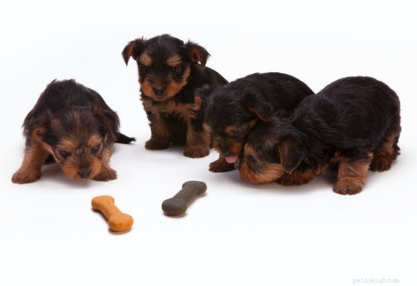 Master Dog House Training: 5 Proven Tips for Quick, Reliable Results