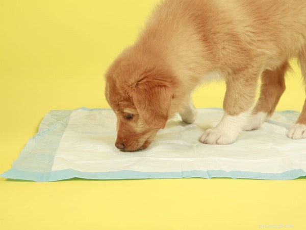 Master Dog House Training: 5 Proven Tips for Quick, Reliable Results