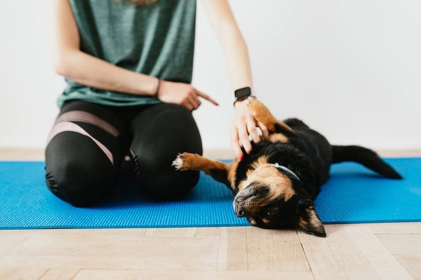 Master Dog House Training: 5 Proven Tips for Quick, Reliable Results