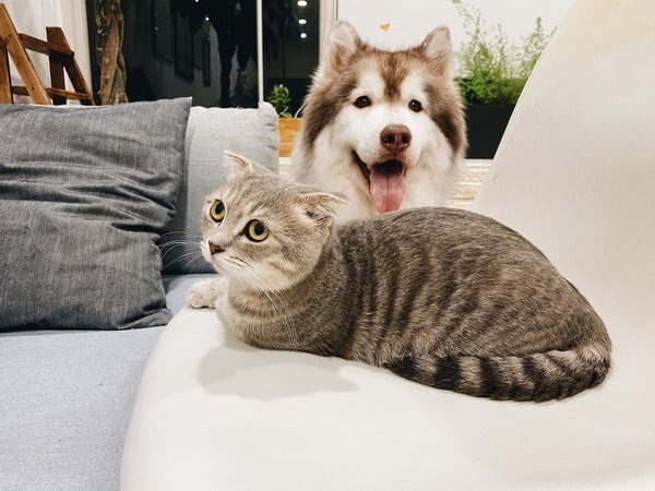 Top Cat Breeds: How to Pick the Perfect Companion