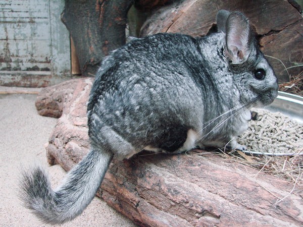 Why Chinchillas Make Excellent Pets for the Right Owner