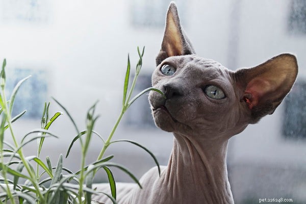 Top Cat Breeds: How to Pick the Perfect Companion