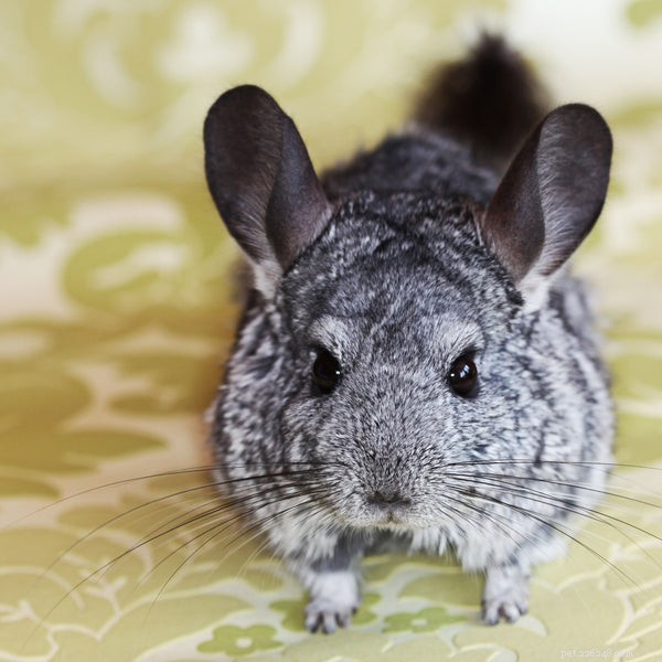 Why Chinchillas Make Excellent Pets for the Right Owner