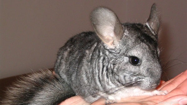 Why Chinchillas Make Excellent Pets for the Right Owner