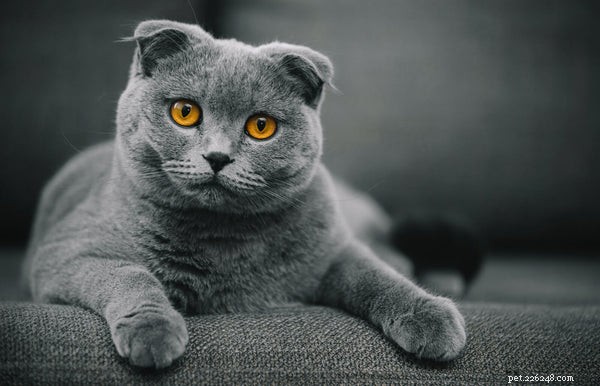 Discover the Scottish Fold Munchkin Cat: Health, Traits & Care Essentials