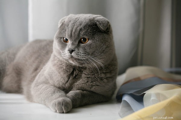 Discover the Scottish Fold Munchkin Cat: Health, Traits & Care Essentials