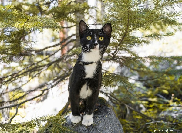 Explore 42‑44 Domestic Cat Breeds & Their Unique Traits