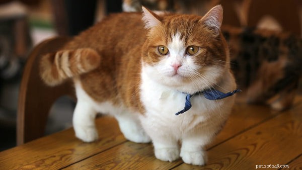 Explore 42‑44 Domestic Cat Breeds & Their Unique Traits
