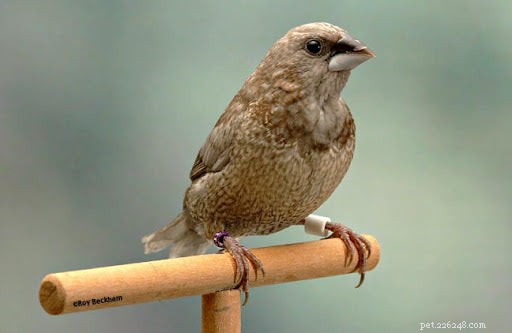 Top Pet Finches: The Best Breeds for Your Home