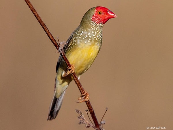 Top Pet Finches: The Best Breeds for Your Home