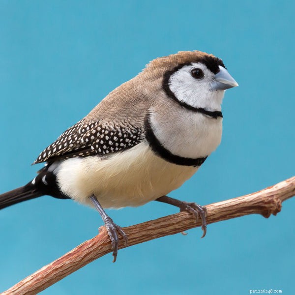 Top Pet Finches: The Best Breeds for Your Home