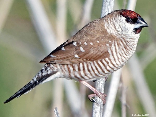 Top Pet Finches: The Best Breeds for Your Home