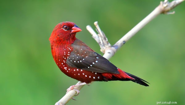 Top Pet Finches: The Best Breeds for Your Home