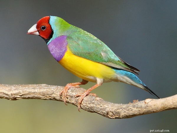 Top Pet Finches: The Best Breeds for Your Home