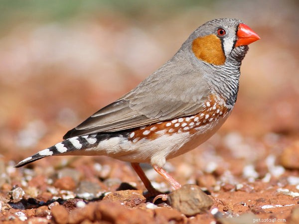 Top Pet Finches: The Best Breeds for Your Home