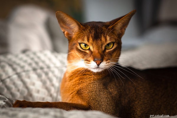Cat Breeds Explained: From Popular Favorites to Rare Gems