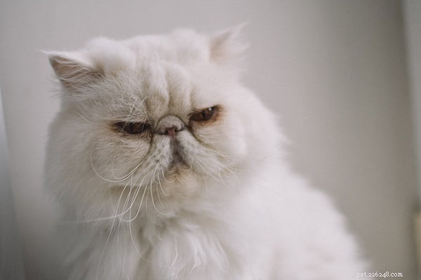 Cat Breeds Explained: From Popular Favorites to Rare Gems