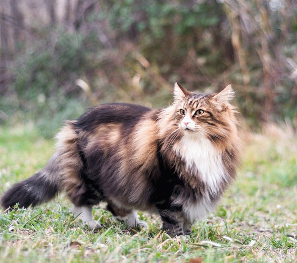 Cat Breeds Explained: From Popular Favorites to Rare Gems