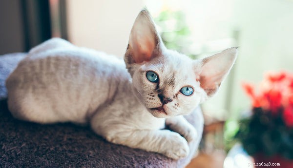 Cat Breeds Explained: From Popular Favorites to Rare Gems