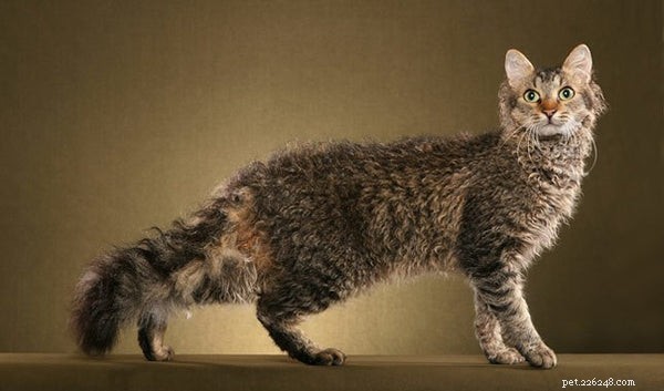 Cat Breeds Explained: From Popular Favorites to Rare Gems