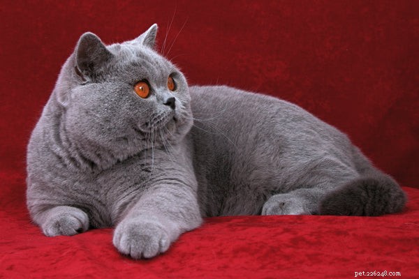 Discover the English Shorthair Cat: A Loyal, Cuddly Family Companion