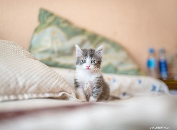 Kitten Care 101: 5 Essential Tips Before You Adopt